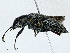  ( - CBG-A00259-F12)  @11 [ ] CreativeCommons - Attribution (2023) CBG Photography Group Centre for Biodiversity Genomics