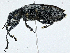  ( - CBG-A00259-G08)  @11 [ ] CreativeCommons - Attribution (2023) CBG Photography Group Centre for Biodiversity Genomics