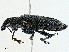  ( - CBG-A00260-A01)  @11 [ ] CreativeCommons - Attribution (2023) CBG Photography Group Centre for Biodiversity Genomics