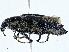  ( - CBG-A00260-A06)  @11 [ ] CreativeCommons - Attribution (2023) CBG Photography Group Centre for Biodiversity Genomics