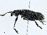  ( - CBG-A00260-A09)  @11 [ ] CreativeCommons - Attribution (2023) CBG Photography Group Centre for Biodiversity Genomics