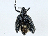 ( - CBG-A00260-A10)  @11 [ ] CreativeCommons - Attribution (2023) CBG Photography Group Centre for Biodiversity Genomics
