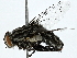  ( - BIOUG91343-C06)  @11 [ ] CreativeCommons - Attribution (2022) CBG Photography Group Centre for Biodiversity Genomics