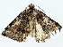  ( - BIOUG95349-A12)  @11 [ ] CreativeCommons - Attribution (2022) CBG Photography Group Centre for Biodiversity Genomics