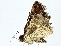  ( - BIOUG95349-F11)  @11 [ ] CreativeCommons - Attribution (2022) CBG Photography Group Centre for Biodiversity Genomics