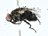  ( - CBG-A00315-A06)  @11 [ ] CreativeCommons - Attribution (2023) CBG Photography Group Centre for Biodiversity Genomics
