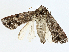  ( - CBG-A00319-C04)  @11 [ ] CreativeCommons - Attribution (2023) CBG Photography Group Centre for Biodiversity Genomics