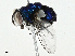  ( - CBG-A00319-G01)  @11 [ ] CreativeCommons - Attribution (2023) CBG Photography Group Centre for Biodiversity Genomics