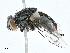  ( - CBG-A00320-A03)  @11 [ ] CreativeCommons - Attribution (2023) CBG Photography Group Centre for Biodiversity Genomics