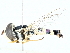  ( - BIOUG89978-B06)  @11 [ ] CreativeCommons - Attribution (2022) CBG Photography Group Centre for Biodiversity Genomics