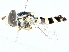  ( - BIOUG89978-B09)  @11 [ ] CreativeCommons - Attribution (2022) CBG Photography Group Centre for Biodiversity Genomics