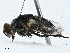  ( - CBG-A00309-A11)  @11 [ ] CreativeCommons - Attribution (2023) CBG Photography Group Centre for Biodiversity Genomics