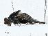  ( - CBG-A00311-B09)  @11 [ ] CreativeCommons - Attribution (2023) CBG Photography Group Centre for Biodiversity Genomics