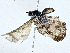  ( - CBG-A02866-H05)  @11 [ ] CreativeCommons - Attribution (2023) CBG Photography Group Centre for Biodiversity Genomics