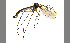  (Gnoriste longirostris - TSZD-JKJ-100339)  @11 [ ] CreativeCommons - Attribution Non-Commercial Share-Alike (2014) Unspecified Tromso University Museum