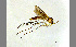  (Exechiopsis fimbriata - TSZD-JKJ-100394)  @14 [ ] CreativeCommons - Attribution Non-Commercial Share-Alike (2014) Unspecified Tromso University Museum