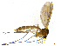  (Anatella pseudogibba - TROM-TSZD-JKJ-100485)  @14 [ ] CreativeCommons - Attribution Non-Commercial Share-Alike (2015) Unspecified Tromso University Museum