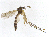  (Brevicornu sericoma - TROM-TSZD-JKJ-100492)  @13 [ ] CreativeCommons - Attribution Non-Commercial Share-Alike (2015) Unspecified Tromso University Museum