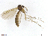  (Phronia flavipes - TROM-TSZD-JKJ-100495)  @13 [ ] CreativeCommons - Attribution Non-Commercial Share-Alike (2015) Unspecified Tromso University Museum