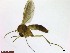  (Phronia maculata - TROM_TSZD-JKJ-100721)  @13 [ ] CreativeCommons - Attribution Non-Commercial Share-Alike (2015) Jostein Kjaerandsen Tromso University Museum