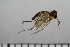  ( - TROM_TSZD-JKJ-100724)  @13 [ ] CreativeCommons - Attribution Non-Commercial Share-Alike (2015) Jostein Kjaerandsen Tromso University Museum