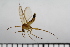  ( - TROM_TSZD-JKJ-100736)  @12 [ ] CreativeCommons - Attribution Non-Commercial Share-Alike (2015) Jostein Kjaerandsen Tromso University Museum