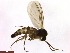  (Docosia JS-spA - TROM_TSZD-JKJ-100746)  @13 [ ] CreativeCommons - Attribution Non-Commercial Share-Alike (2015) Jostein Kjaerandsen Tromso University Museum