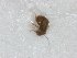  ( - TSZD-JKJ-106919)  @11 [ ] CreativeCommons - Attribution Non-Commercial Share-Alike (2017) Unspecified Tromsø University Museum