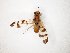  ( - TSZD-JKJ-106923)  @11 [ ] CreativeCommons - Attribution Non-Commercial Share-Alike (2019) Unspecified Tromsø University Museum