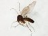  (Phronia forcipata - TSZD-JKJ-106936)  @13 [ ] CreativeCommons - Attribution Non-Commercial Share-Alike (2019) Unspecified Tromsø University Museum