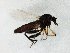  (Serromyia femorata - TSZD-JKJ-106955)  @13 [ ] CreativeCommons - Attribution Non-Commercial Share-Alike (2019) Unspecified Tromsø University Museum