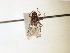 ( - TSZD_26588)  @11 [ ] CreativeCommons - Attribution Non-Commercial Share-Alike (2015) Unspecified Tromso University Museum
