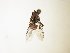 ( - TSZD_26597)  @11 [ ] CreativeCommons - Attribution Non-Commercial Share-Alike (2015) Unspecified Tromso University Museum
