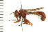  ( - LP00121)  @14 [ ] CreativeCommons - Attribution (2009) Unspecified Centre for Biodiversity Genomics