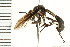  (Physocephala aurifrons - LP00128)  @14 [ ] CreativeCommons - Attribution (2009) Unspecified Centre for Biodiversity Genomics