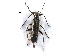  ( - BIOUG28752-H08)  @12 [ ] CreativeCommons - Attribution (2016) CBG Photography Group Centre for Biodiversity Genomics