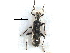  ( - BIOUG28752-H10)  @11 [ ] CreativeCommons - Attribution (2016) CBG Photography Group Centre for Biodiversity Genomics
