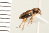  ( - 08SOCOL-0031)  @11 [ ] CreativeCommons - Attribution (2008) Unspecified Centre for Biodiversity Genomics