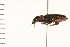  (Tenebroides corticalis - 08SOCOL-0089)  @13 [ ] CreativeCommons - Attribution (2008) Unspecified Centre for Biodiversity Genomics