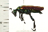  ( - 08BBCOL-0098)  @13 [ ] CreativeCommons - Attribution (2008) Unspecified Centre for Biodiversity Genomics