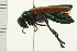  ( - 08BBCOL-0099)  @13 [ ] CreativeCommons - Attribution (2008) Unspecified Centre for Biodiversity Genomics
