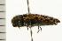  ( - 08BBCOL-0133)  @12 [ ] CreativeCommons - Attribution (2008) Unspecified Centre for Biodiversity Genomics