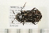  ( - 08BBCOL-0003)  @13 [ ] CreativeCommons - Attribution (2008) Unspecified Centre for Biodiversity Genomics