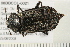 ( - 08BBCOL-0021)  @13 [ ] CreativeCommons - Attribution (2008) Unspecified Centre for Biodiversity Genomics