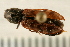  ( - 08BBCOL-0046)  @13 [ ] CreativeCommons - Attribution (2008) Unspecified Centre for Biodiversity Genomics