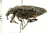  ( - 08BBCOL-0171)  @13 [ ] CreativeCommons - Attribution (2008) Unspecified Centre for Biodiversity Genomics