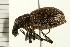  ( - 08BBCOL-0172)  @14 [ ] CreativeCommons - Attribution (2008) Unspecified Centre for Biodiversity Genomics