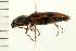  ( - 08BBCOL-0185)  @13 [ ] CreativeCommons - Attribution (2008) Unspecified Centre for Biodiversity Genomics