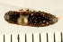  ( - 08BBCOL-0066)  @13 [ ] CreativeCommons - Attribution (2008) Unspecified Centre for Biodiversity Genomics