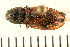  ( - 08BBCOL-0067)  @13 [ ] CreativeCommons - Attribution (2008) Unspecified Centre for Biodiversity Genomics